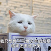 萌宠 喵星人 我只想做个垃圾 生无可恋 憨憨 呆萌