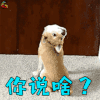 萌宠 狗 蒙圈 你说啥 soogif soogif出品