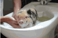 猪猪 搞笑 呆萌 洗澡