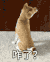 汪星人 柴犬 柯基 咋了