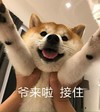 萌宠 汪星人 爷来了 接住 搞怪 呆萌