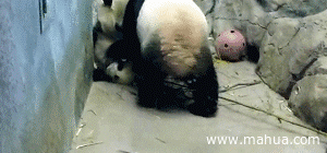 熊猫 妈妈不要叼我啊 不听话的孩子 宠物