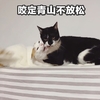 萌宠 喵星人 咬定青山不放松 咬你 呆萌 可爱