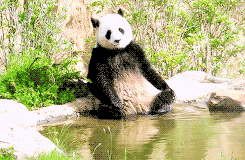 熊 动物 熊猫 动物 大熊猫 大熊猫 熊猫熊