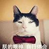 眼神 体会 猫