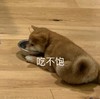 萌宠 汪星人 吃不饱 难受 呆萌 可爱