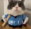 萌宠 猫星人 哼 生气 呆萌 可爱