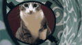 猫咪 扭动 眼神 进攻