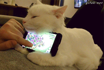 苹果手机  猫, 完美  搞定