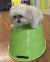 狗 震动 发抖 害怕 蠢萌 dog