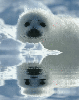 哈 宝贝 海 狮子 图标 Pinterest 海豹