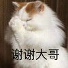 萌宠 猫星人 谢谢大哥 感谢 呆萌 可爱