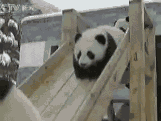大熊猫  滑梯  相撞  雪地  可爱  呆萌