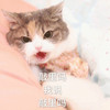 萌宠 喵星人 敲里吗 骂人 呆萌 可爱