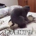 猫咪 躺着 床单 老子要睡了你