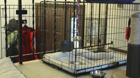 嫩 呆萌 卡哇伊  狗狗