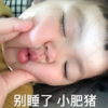 萌娃 罗熙 别睡了小肥猪 可爱 搞笑 沙雕