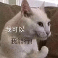 萌宠 猫咪 猫 喵星人 我可以 我能行