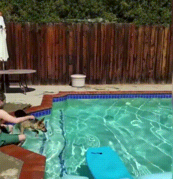狗狗 泳池 游泳 搞笑