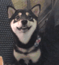小狗 张嘴 注视 安静