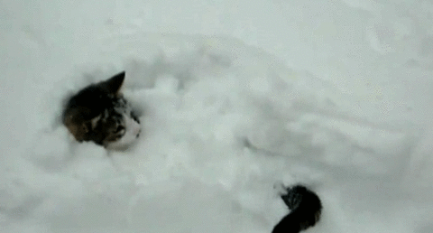 动物 小猫 搞笑 大雪 夸张