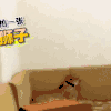 动物 可爱 萌 豹子
