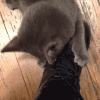 猫猫 可爱 调皮 萌宠