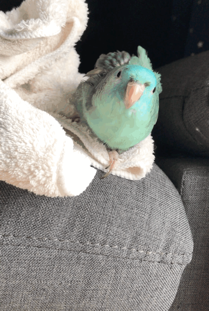 小鸟 可爱 浴巾 沙发