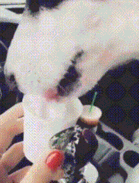 狗狗 可爱 欢快 吃东西