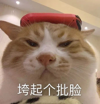 萌宠 喵星人 垮起个批脸 摆着个臭脸 憨憨 搞怪