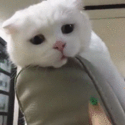 猫咪 眼神 白色 毛茸茸