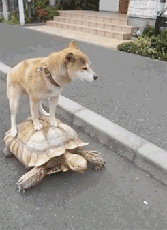 狗狗 乌龟 快点跑 好慢呀