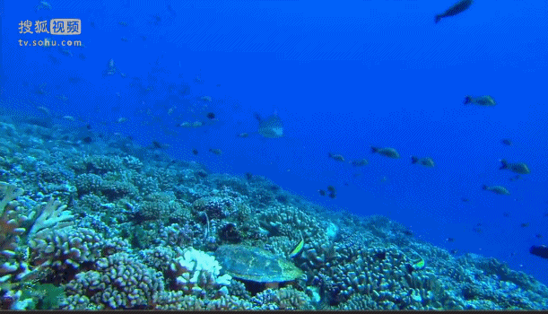 深海奇探 银鲨 鱼 珊瑚 海底