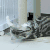 小猫 可爱 玩耍 调皮