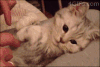 猫咪 戒指 可爱 动态