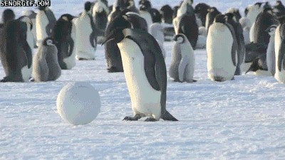 企鹅 penguin 玩耍 球