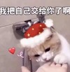 萌宠 猫星人 我把自己交给你吗 圣诞节 呆萌 可爱