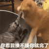 萌宠 汪星人 你看我揍不揍你就完了 生气 搞怪 呆萌