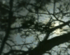 树 trees nature 阳光