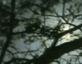 树 trees nature 阳光