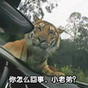 萌宠 老虎 你怎么回事小老弟 好奇 呆萌 可爱