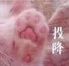萌宠 猫星人 投降 猫爪 呆萌 可爱