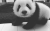爱 黑色和白色 熊猫 可爱极了