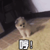 萌宠 汪星人 哼 生气 不爽 不满 你给我个解释