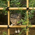 猫咪 花朵 大眼睛 绿叶