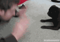 猫咪 主人 拍打 模仿