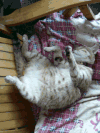 暴露 尾巴 宠物 猫 等待 搞笑 萌 想法 明显 这厮 gif