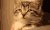 猫 眯眼 可爱 萌 困困困