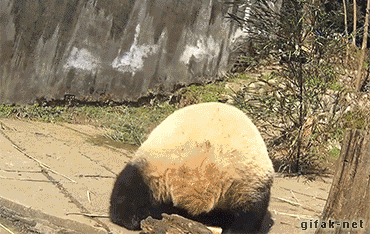 熊猫 动物  倒立 玩耍