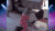 收到 宠物 猫咪 治愈 礼物 萌 gif 人宠间